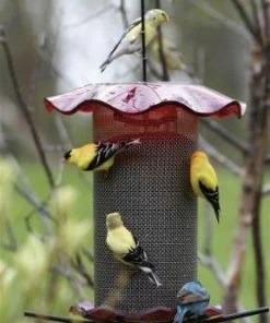 Birds Choice Thistle Feeders Forever Thistle Feeder-1 Qt