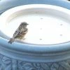 BirdBath Raft Bird Bath Raft Deck & Ground Bird Baths 1 BirdBath Raft Bird Bath Raft Deck & Ground Bird Baths