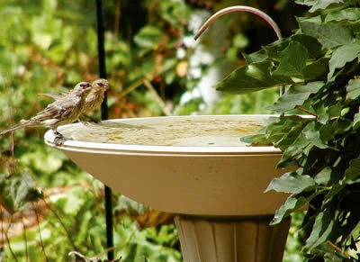 Birds Choice Bird Bath Dripper With Rock Base BirdBath Fountains, Misters & Wigglers 4 Birds Choice Bird Bath Dripper With Rock Base BirdBath Fountains, Misters & Wigglers