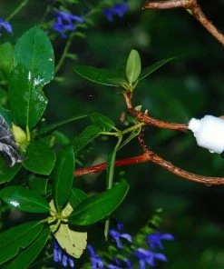 Songbird Essentials Hummingbird Feeders Easy Mister For Bird And Butterflies