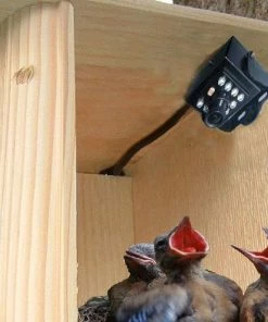 Birds Choice Hawk Eye HD Bird Cam Bluebird Houses