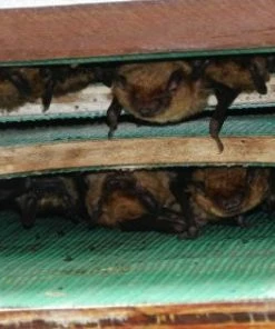 Songbird Essentials Large Capacity Bat House-5 Chamber 7 Songbird Essentials Large Capacity Bat House-5 Chamber