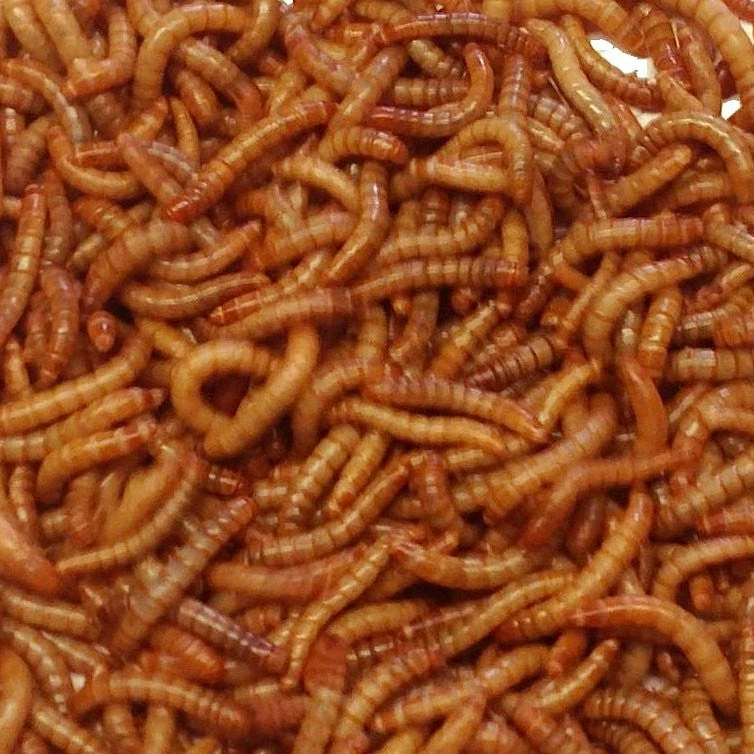 Bug Company Live Mealworms-Bulk Options 4 Bug Company Live Mealworms-Bulk Options