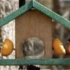 Songbird Essentials Oriole Feeder Cedar-Fruit & Jelly Fruit, Jelly & Mealworm Feeders