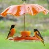 Birds Choice Oriolefest Oriole Bird Feeder