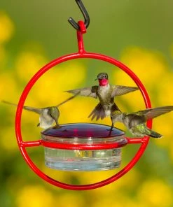 Couronne Red Orb With Perch Hummingbird Feeder 10 Couronne Red Orb With Perch Hummingbird Feeder