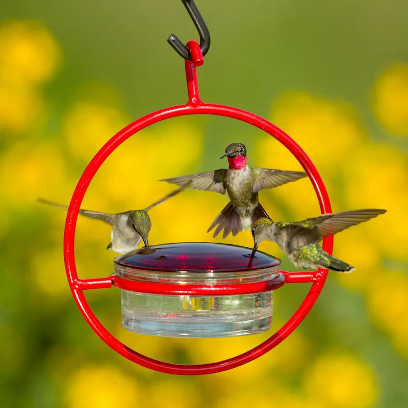 Couronne Red Orb With Perch Hummingbird Feeder 6 Couronne Red Orb With Perch Hummingbird Feeder