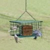 Songbird Essentials Squirrel-Proof Suet Feeder Suet Feeders