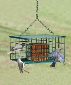 Songbird Essentials Squirrel-Proof Suet Feeder Suet Feeders