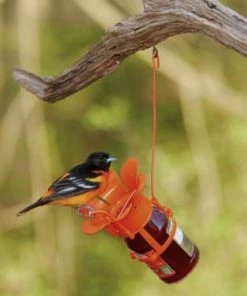 Songbird Essentials Oriole Feeder Combo Packge