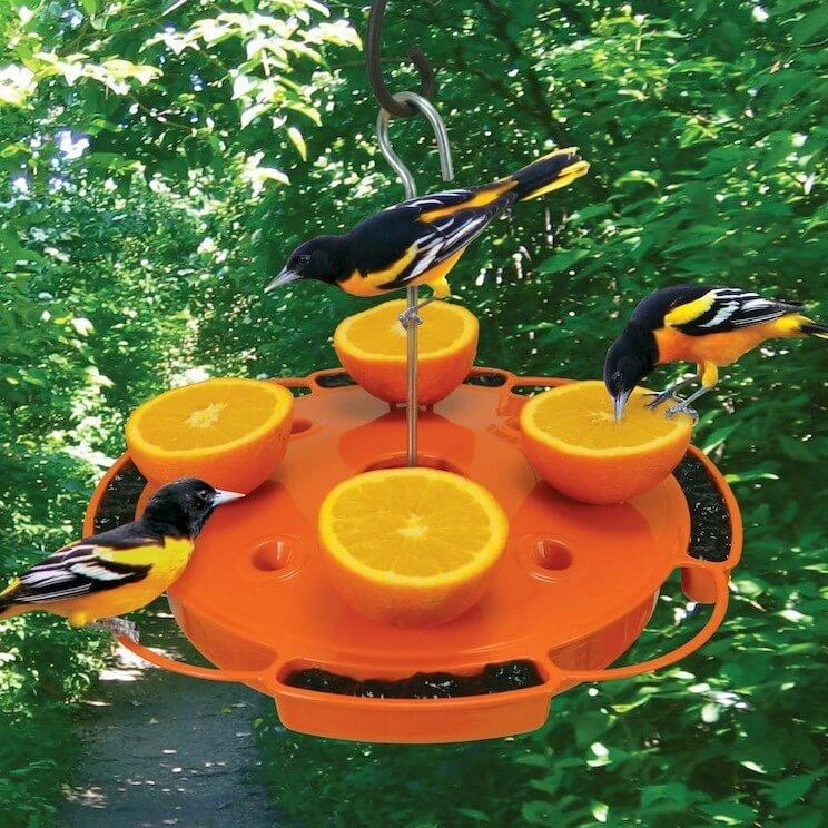 Songbird Essentials Fruit, Jelly & Mealworm Feeders Ultimate Oriole Feeder 3 Songbird Essentials Fruit, Jelly & Mealworm Feeders Ultimate Oriole Feeder
