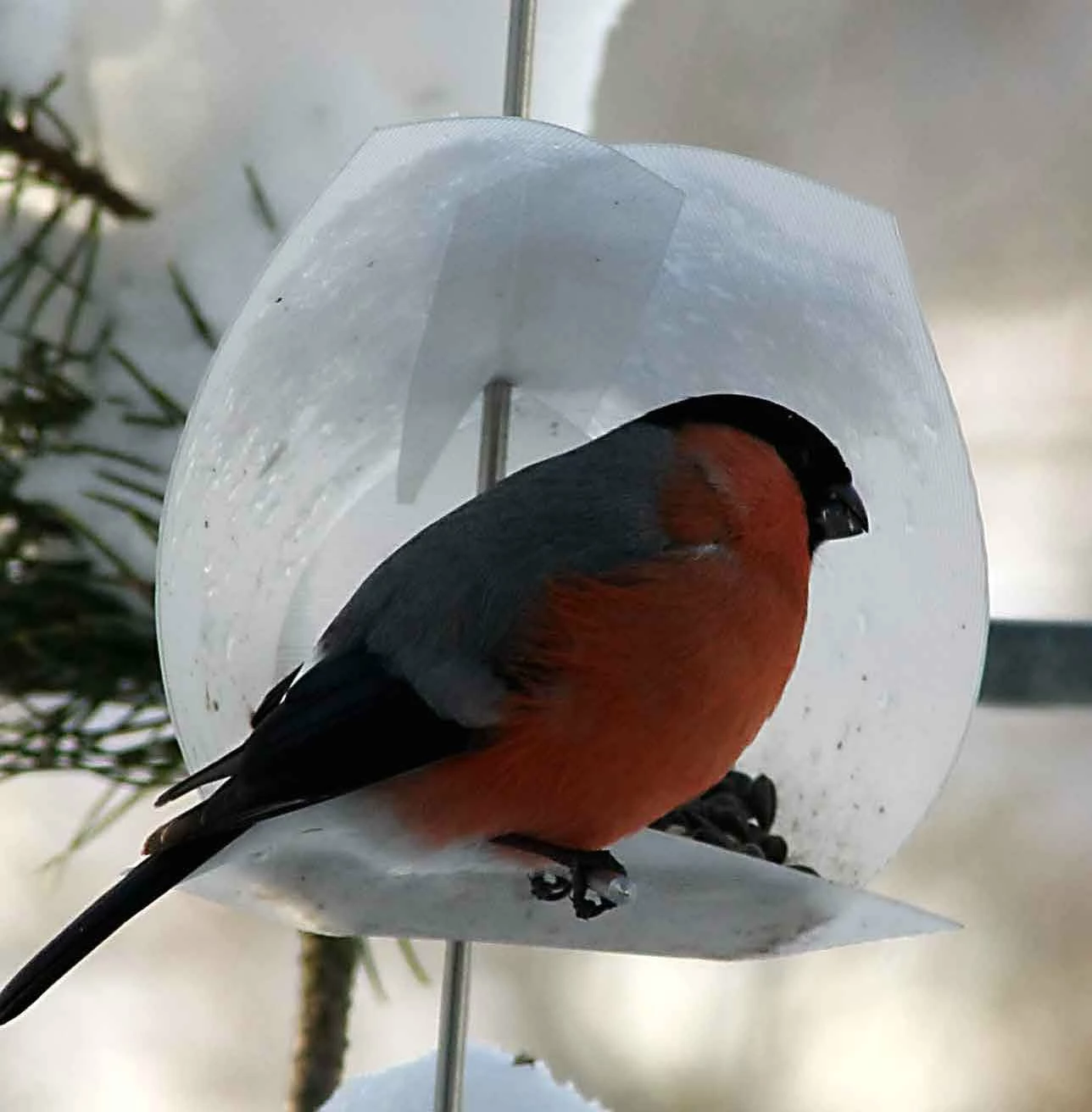 Opossum Design Birdhouse Kits Euro Bird Feeder Kit 3 Opossum Design Birdhouse Kits Euro Bird Feeder Kit