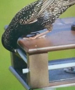 The Birdhouse Chick Recycled Birdhouses Gilbertson Hanging Bluebird Feeder