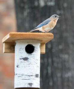 The Birdhouse Chick Bluebird Houses Gilbertson Nest Box - NABS Approved