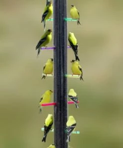 S&K Manufacturing Rainbow Finch Feeder