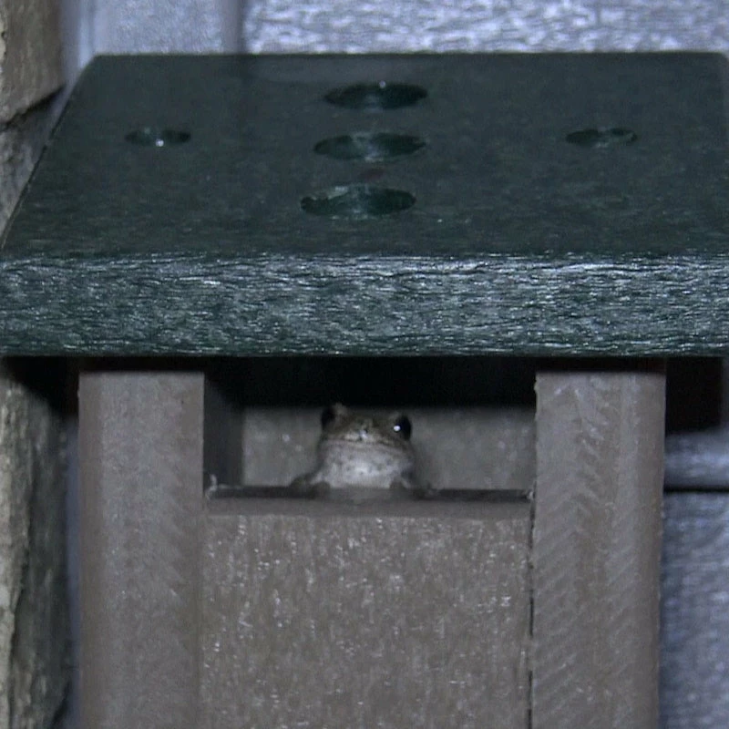 The Birdhouse Chick Tree Frog House 3 The Birdhouse Chick Tree Frog House